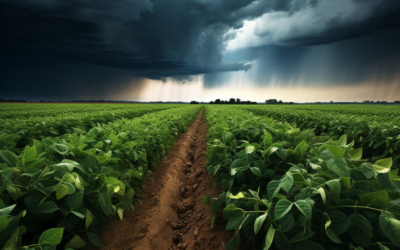 Agricultura adaptativa: cómo gestionar el agua ante un clima variable