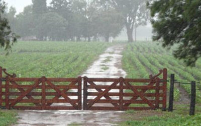 Llegaron las lluvias y traen alivio a la zona núcleo