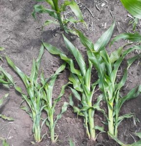 Impacto en las propiedades químicas del suelo y en la productividad del maíz mediante el uso de enmiendas en lotes regados