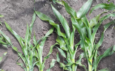 Golpe de calor sumado a la escasez de precipitaciones impactaron en la condición de maíz y soja