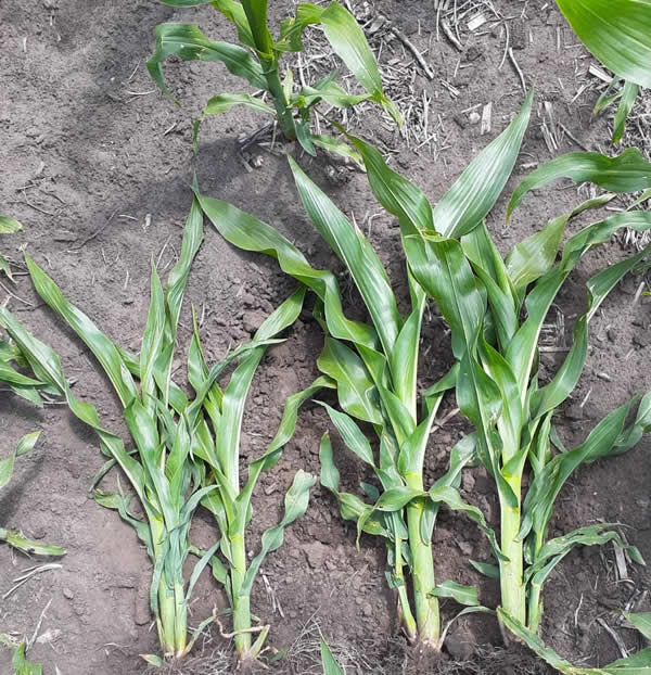 Golpe de calor sumado a la escasez de precipitaciones impactaron en la condición de maíz y soja