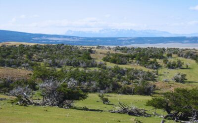 Los bosques nativos de ñire son resistentes al cambio climático