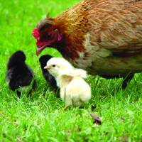 Agricultura asistirá a tenedores de aves traspatio afectados por la Influenza Aviar