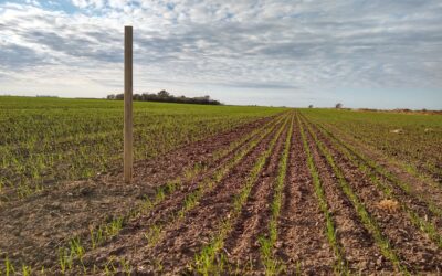 Cifras que transforman: impulsando la agricultura regenerativa