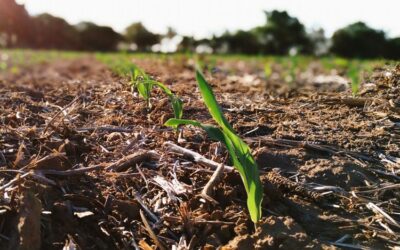 Manejo en maíz ante un “El Niño” que se demora
