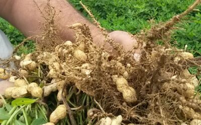 Coinoculación en maní como motor de la innovación verde