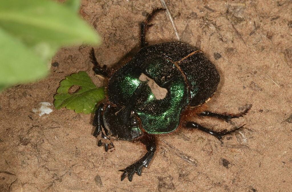 Ciencia Ciudadana para la conservación de la biodiversidad en el Chaco