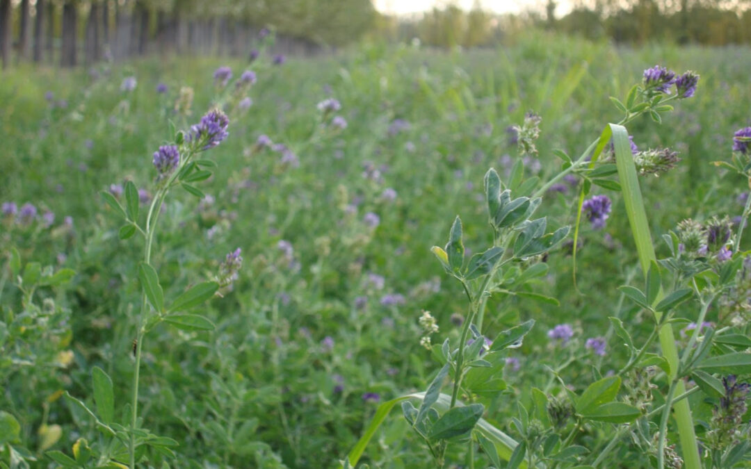 Alfalfa: secretos para un forraje de calidad