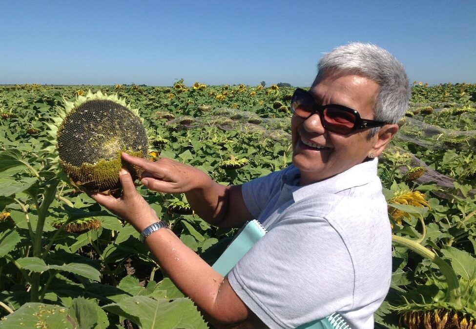 «En la campaña 22-23 se sembró la mayor superficie de girasol desde 2007-2008»