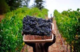 Más de 3.500 productores vitivinícolas de siete provincias recibieron $500 millones para sostener su actividad