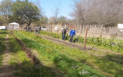 “La Huerta en tu hogar”: comienza la entrega de 45.000 kits de semillas