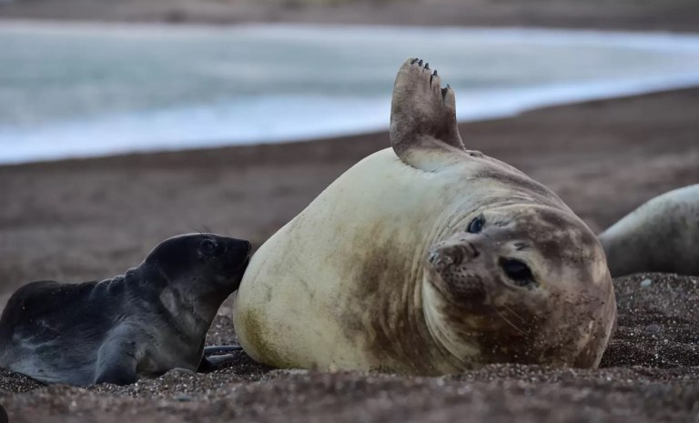Confirmaron el primer caso de gripe aviar en un elefante marino en Chubut