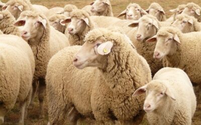Insólito: un rebaño de ovejas se comió 300 kilos de marihuana en Grecia