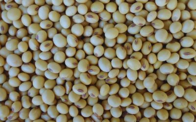 INTA Paraná 6000: un cultivar de soja todo terreno