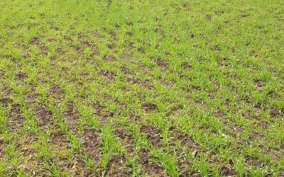 Promueven la producción bajo agroecología y herramientas para ser eficiente, resiliente, rentable y sustentable.