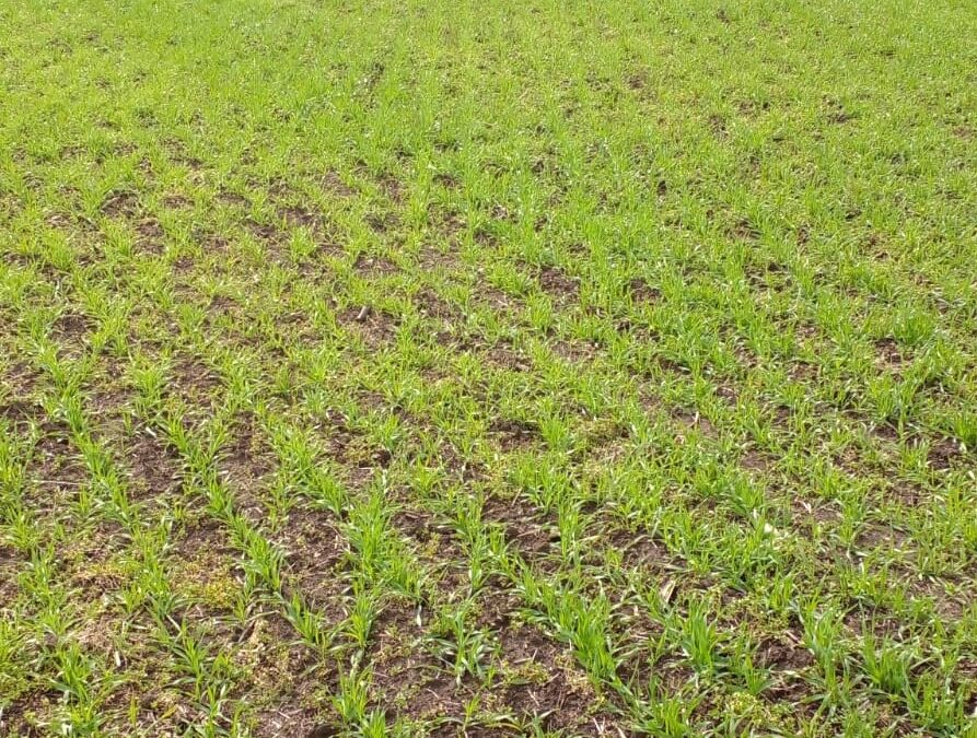 Promueven la producción bajo agroecología y herramientas para ser eficiente, resiliente, rentable y sustentable.