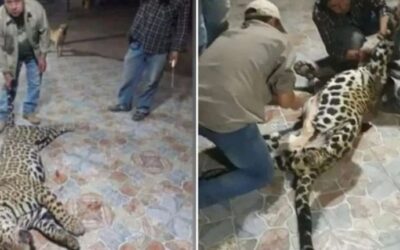 Formosa: mantienen el pago de la millonaria caución para el cazador que asesinó a un yaguareté