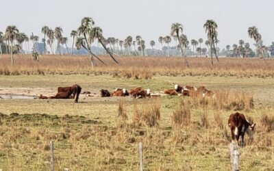 Declaran emergencia agropecuaria en Corrientes