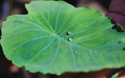 Cómo maximizar el uso del agua para una producción agrícola sostenible