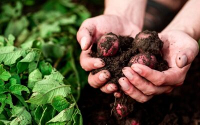 El sello de la sostenibilidad: Los beneficios de la certificación orgánica en alimentos