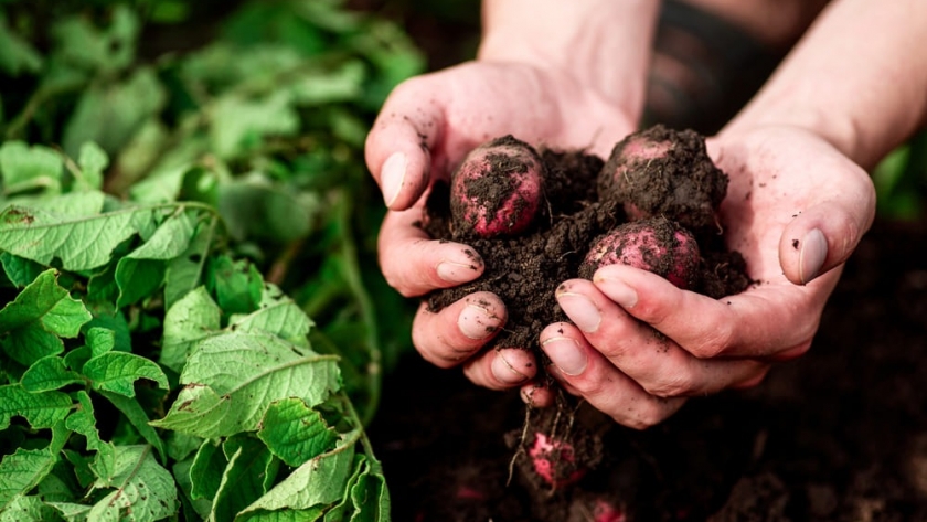 El sello de la sostenibilidad: Los beneficios de la certificación orgánica en alimentos