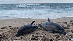 Drama ambiental en Brasil: 154 delfines murieron en un lago amazónico por el aumento de la temperatura del agua
