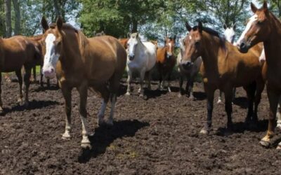 Declaran el estado de emergencia sanitaria en todo el país por el virus que afecta a los equinos