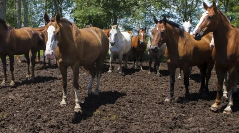 Declaran el estado de emergencia sanitaria en todo el país por el virus que afecta a los equinos