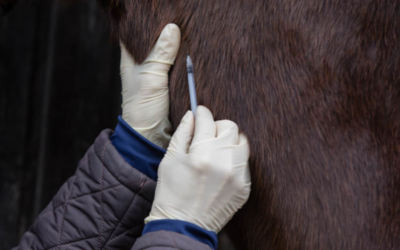 Encefalomielitis equina: Carrera contra reloj para establecer una estrategia nacional que incluya la vacunación masiva de caballos