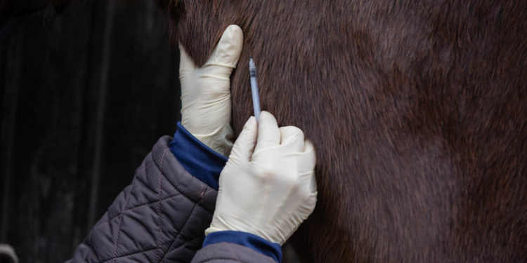 Encefalomielitis equina: Carrera contra reloj para establecer una estrategia nacional que incluya la vacunación masiva de caballos