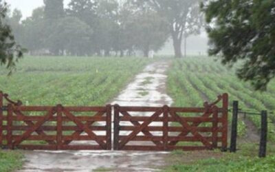 Nuevas lluvias en la región núcleo mejoran las perspectivas agrícolas