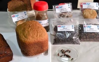 Evalúan autorizar el uso de insectos como alimento humano en la Argentina