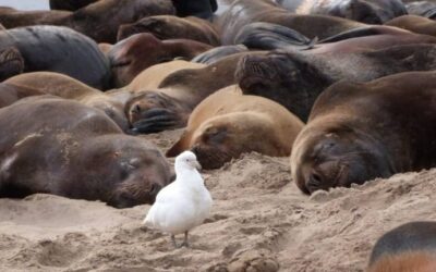 Se reportan más de 1200 lobos marinos muertos por gripe aviar en las costas de Río Negro