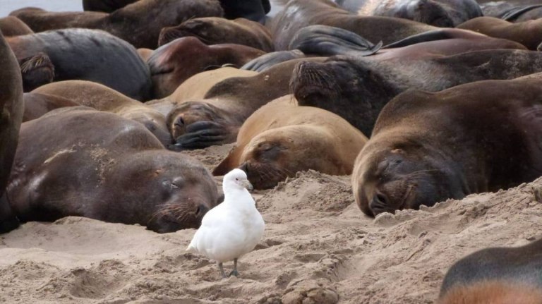 Se reportan más de 1200 lobos marinos muertos por gripe aviar en las costas de Río Negro