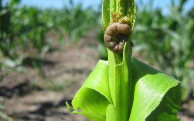 Sembré un Bt: ¿los insectos son un problema controlado?