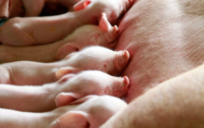 Fuerte ajuste de márgenes en granjas porcinas en el primer trimestre del año