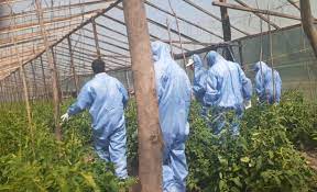Alerta: Detección de virus rugoso del tomate en una plantación de la localidad de Luján
