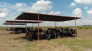 Diez claves para prevenir el estrés calórico en corrales y feedlots