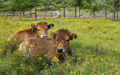 Aapresid en la FAO: Más y mejor agricultura y ganadería para hacer frente al cambio climático