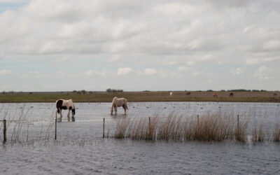 Cómo proteger el bienestar de los animales en zonas afectadas por precipitaciones