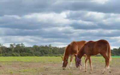 Encefalomielitis equina: se autorizan nuevos lotes de vacunas contra la enfermedad que afecta a los caballos