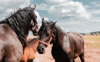 Santa Fe: se detectó el primer caso en humanos de Encefalitis Equina del Oeste