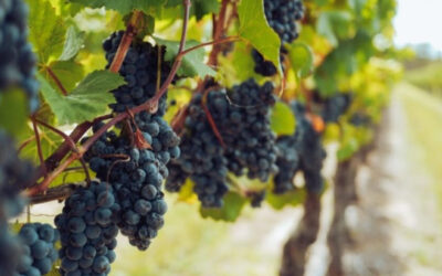 Viñateros buscan alternativas a las uvas para vino por los bajos precios