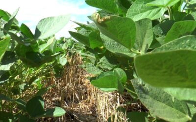 Mejorar la sustentabilidad de los sistemas productivos es posible