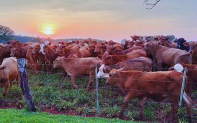 Cómo reducir el estrés y sus consecuencias en el ganado