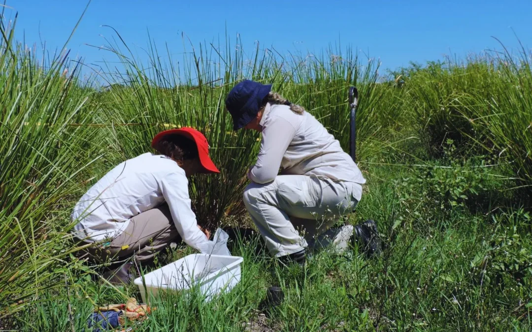 Chaco: la reserva de carbono orgánico, clave frente al cambio climático