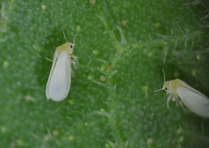 El cambio climático aumenta la población de insectos vectores y contribuye a la expansión de plagas agrícolas