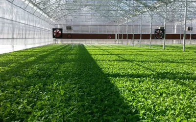 La Radiación Solar en cultivos bajo invernaderos