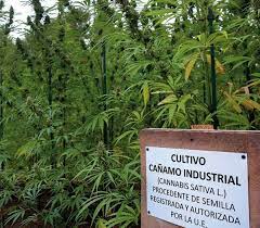 Uruguay y Argentina, nuevamente unidos por la trazabilidad en cultivo de cáñamo