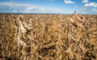 El Gobierno reconoce que está en juego el uso propio de semillas, pero destaca: “Significa el acceso a la mejor tecnología genética